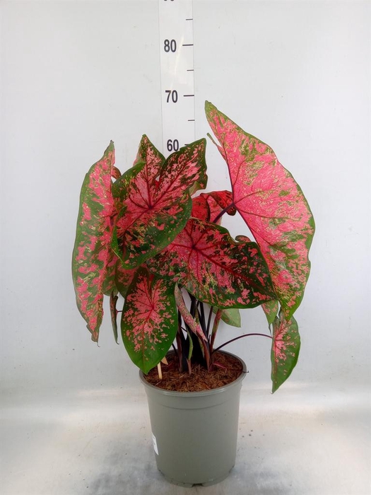 <h4>Caladium   ...</h4>