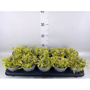 Arabis ferdinandi-cob. 'Old Gold'