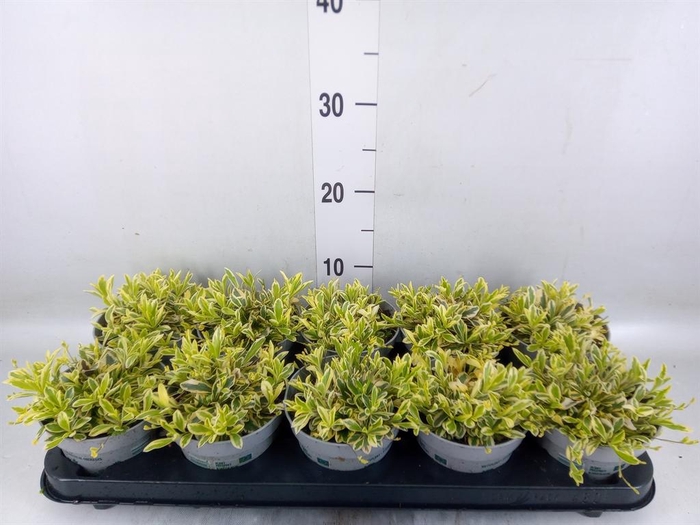 <h4>Arabis ferdinandi-cob. 'Old Gold'</h4>