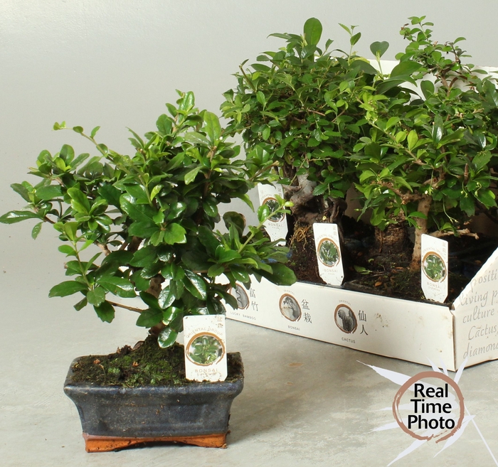 <h4>BONSAI GEM</h4>