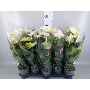 Anthurium  'Karma White'