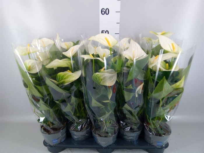 <h4>Anthurium  'Karma White'</h4>