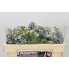 Oxypetalum Tweedia Blue