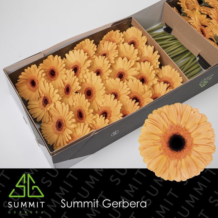 <h4>Gerbera Jetset</h4>