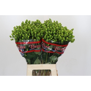 Hypericum x inodorum Globo Applegreen