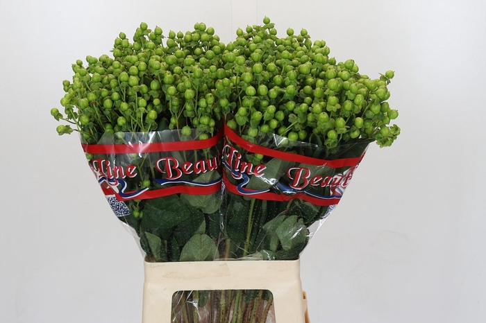 <h4>Hypericum x inodorum Globo Applegreen</h4>