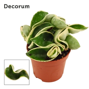 Hoya Carnosa 9 cm Compacta Variegata (Decorum)