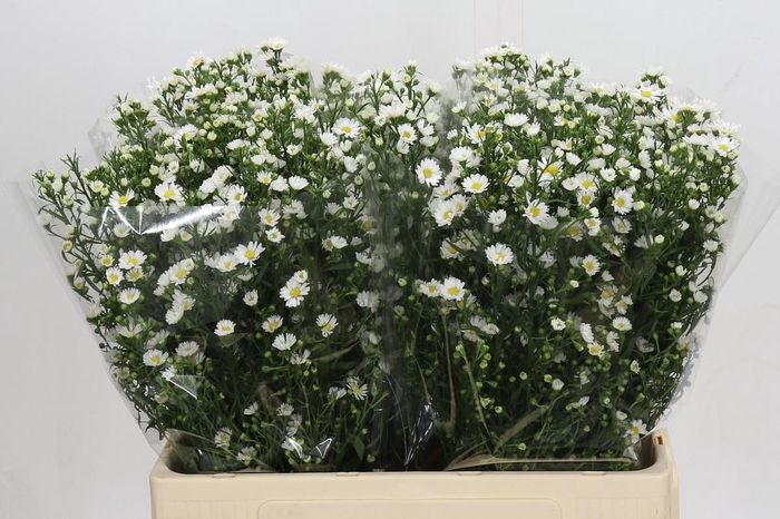 <h4>Aster Paquita</h4>