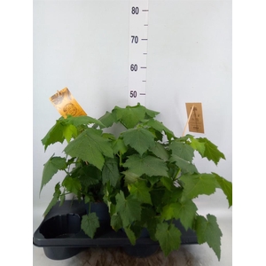 Sparrmannia africana