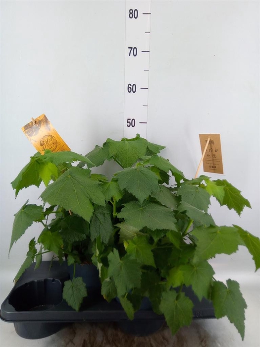 <h4>Sparrmannia africana</h4>