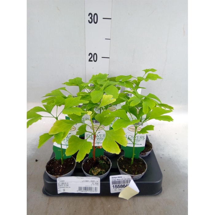 <h4>Ginkgo biloba   ...</h4>