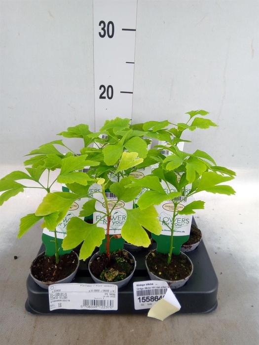 Ginkgo biloba   ...