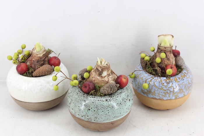 <h4>arr4 Amaryllis MB - Luxe bolpotje 813/3 mix</h4>