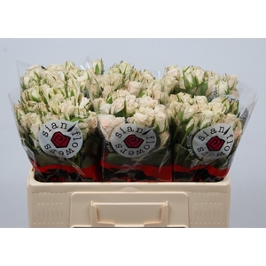 R Tr Royal Porcelina