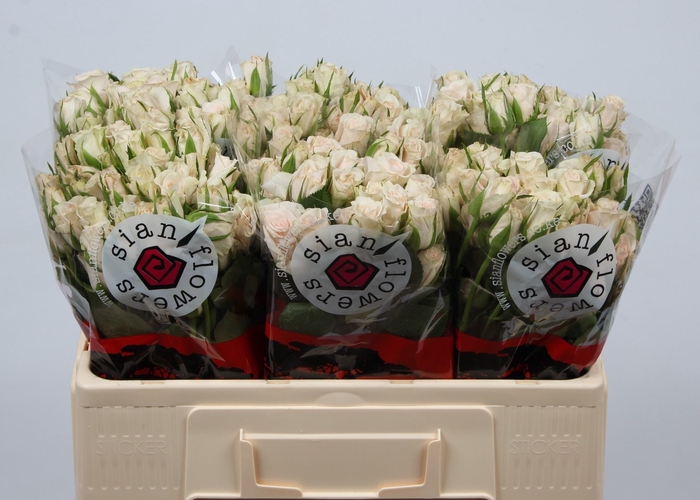 <h4>R Tr Royal Porcelina</h4>