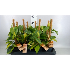 Philodendron scand. 'Brasil'