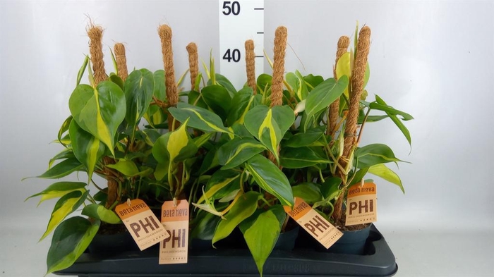 <h4>Philodendron scand. 'Brasil'</h4>