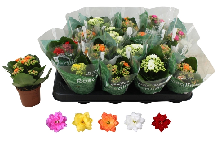 <h4>KAL GE RO GEM 5 KL</h4>