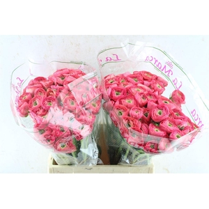 Ran Kloon Prima Bolero