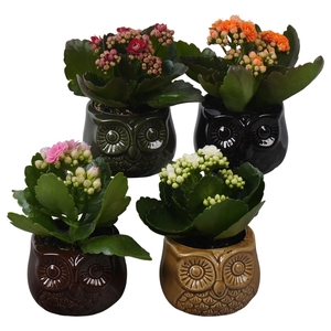 Arr.   Planten L%