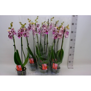 PHAL F SPEE ELEGANCE