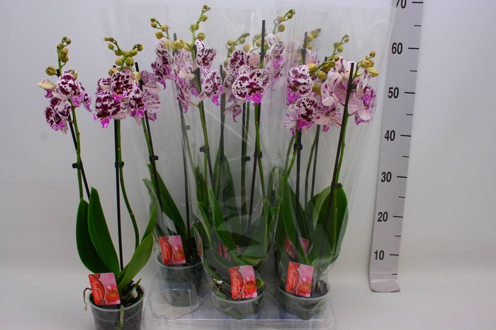 <h4>PHAL F SPEE ELEGANCE</h4>