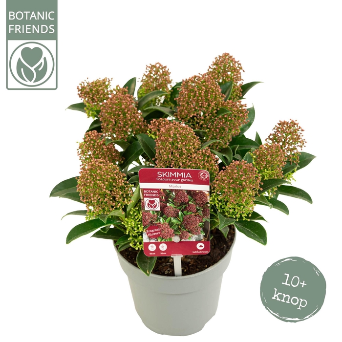 <h4>Skimmia japonica 'Marlot' 10+bloem</h4>