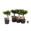 Ficus Mi Ginseng FGP1945F955