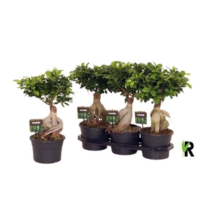 Ficus Mi Ginseng