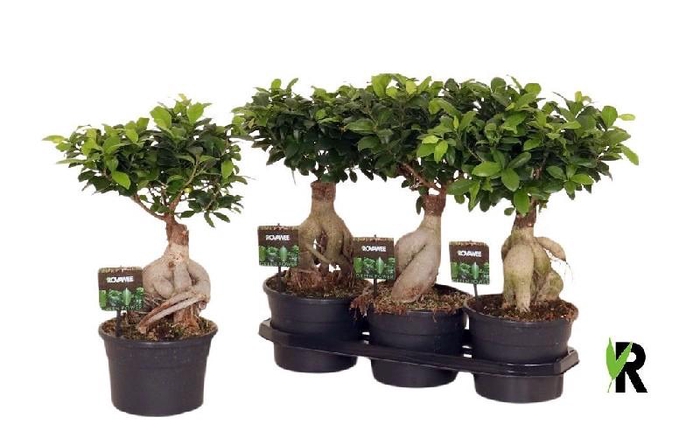 <h4>Ficus Mi Ginseng</h4>