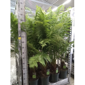 Dicksonia antarctica