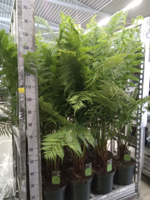 <h4>Dicksonia antarctica</h4>