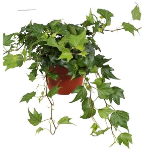 Hedera helix Green Ripple