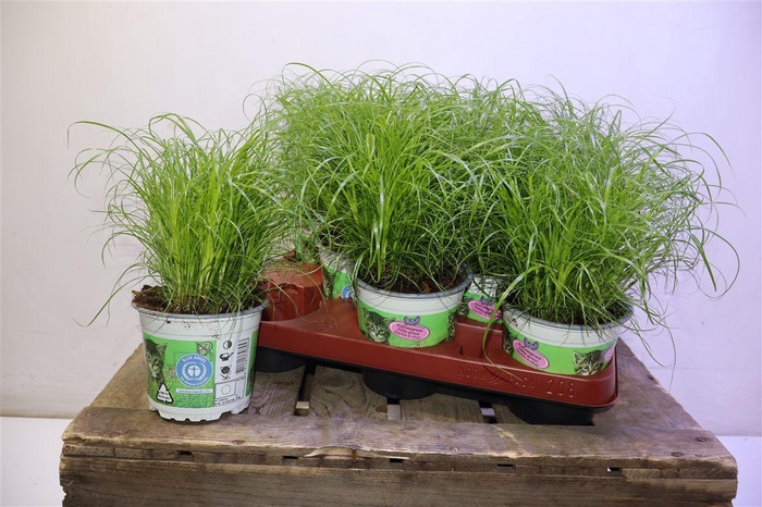 <h4>arr8 Cyper Alt Zumula</h4>