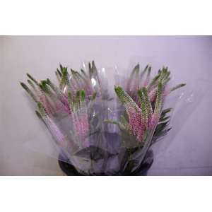 Veron Smart Roswitha