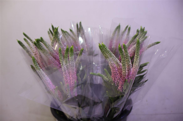 <h4>Veron Smart Roswitha</h4>