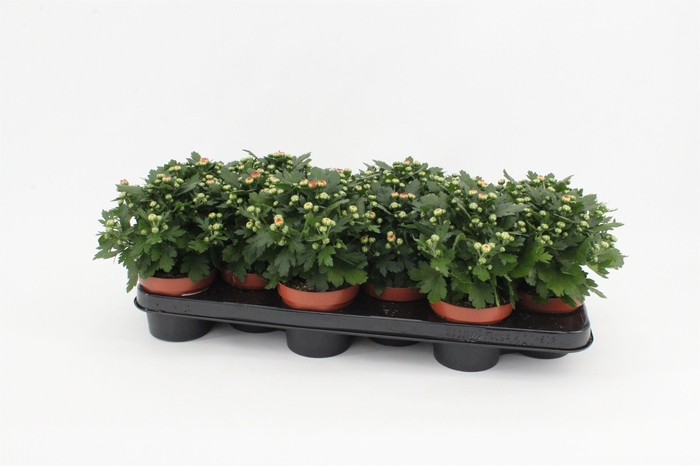 <h4>Chrysanthemum Gardenmum Orange</h4>