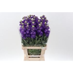 Matth Phantom Purple