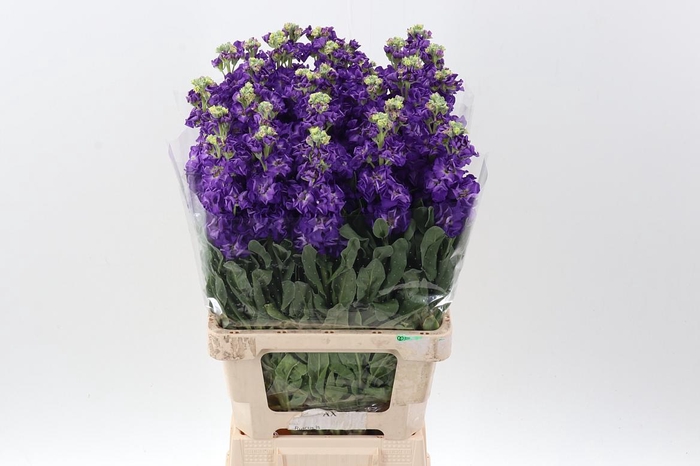 <h4>Matth Phantom Purple</h4>
