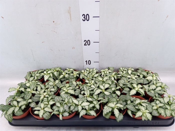 <h4>Fittonia  'Mosaic White Tiger'</h4>