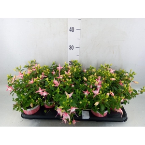 Fuchsia  'Bella Fuchsia Sophia'
