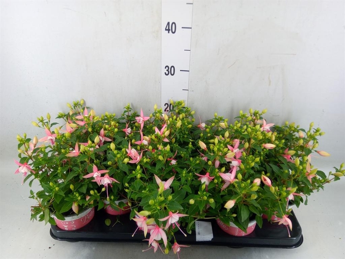<h4>Fuchsia  'Bella Fuchsia Sophia'</h4>