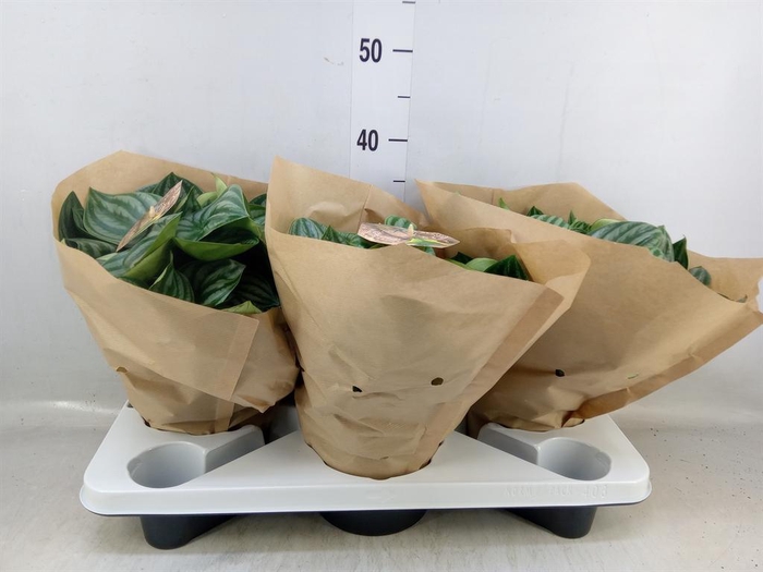 <h4>Peperomia argyreia</h4>