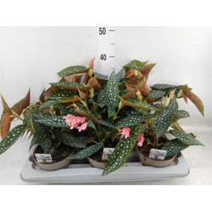 Begonia BD mac. 'Wightii'