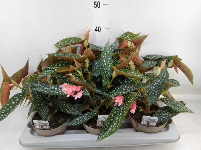 <h4>Begonia BD mac. 'Wightii'</h4>