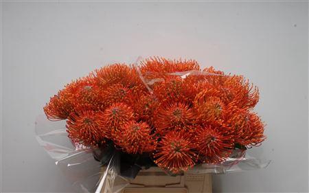 <h4>Leuco Ayoba Mandarin Zest</h4>