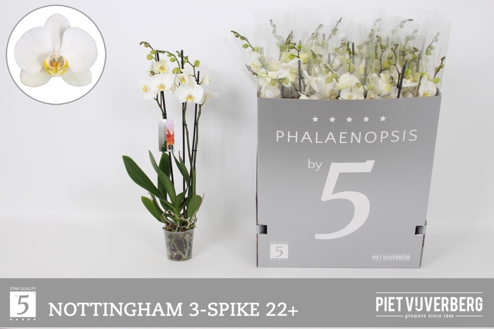 <h4>PHAL AN NOTTINGHAM</h4>