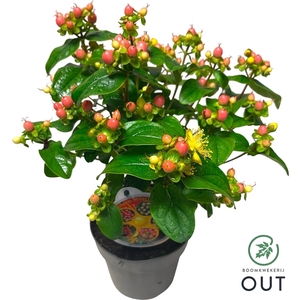 Hypericum Miracle Blossom P13