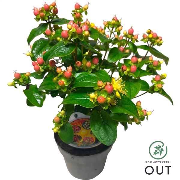 <h4>Hypericum Miracle Blossom P13</h4>