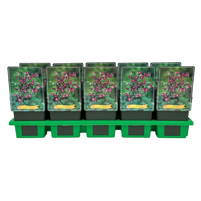 <h4>Geranium sanguineum</h4>